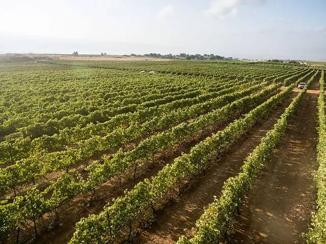 Stoudemire vineyard rows